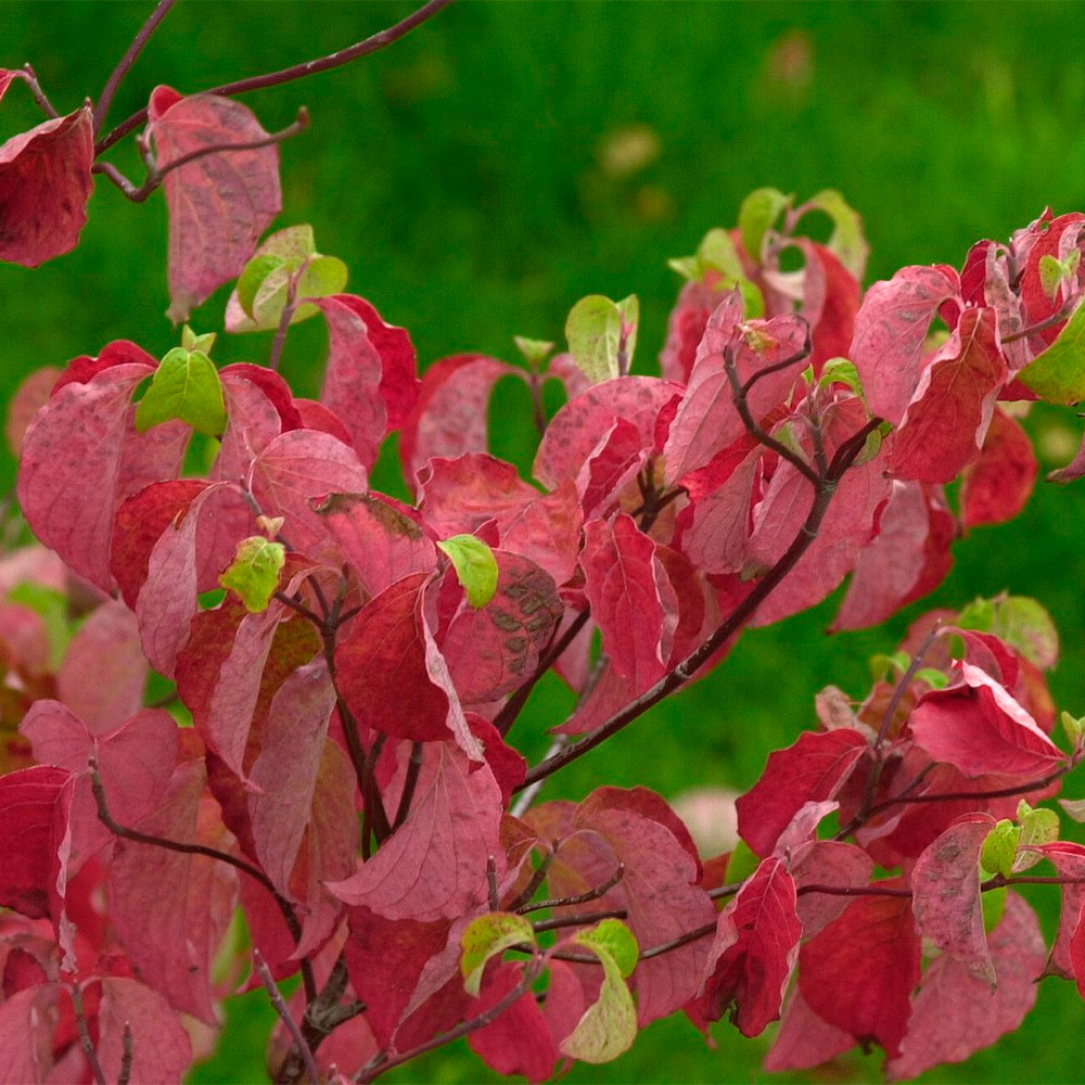 Превью изображения