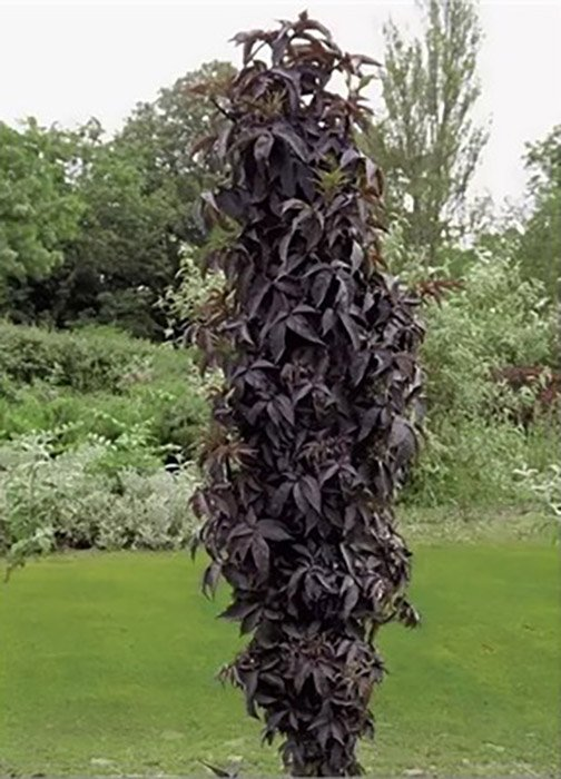 Превью изображения