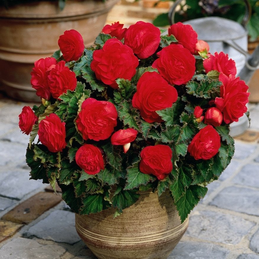 Превью изображения