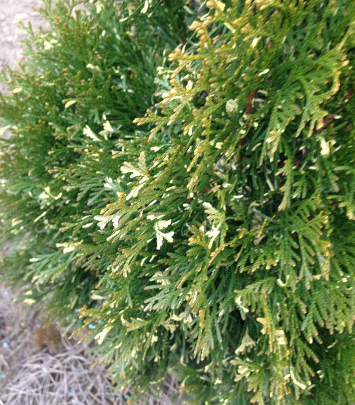 Превью изображения