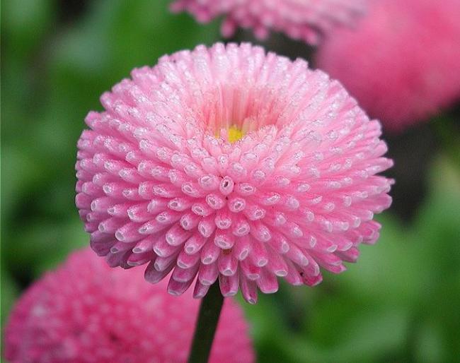 Превью изображения