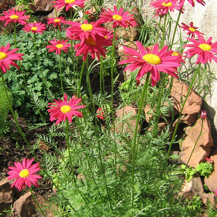 Превью изображения