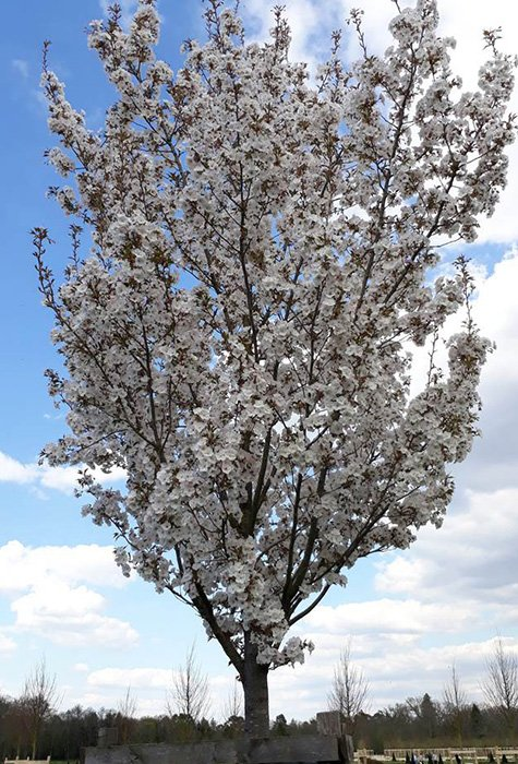 Превью изображения