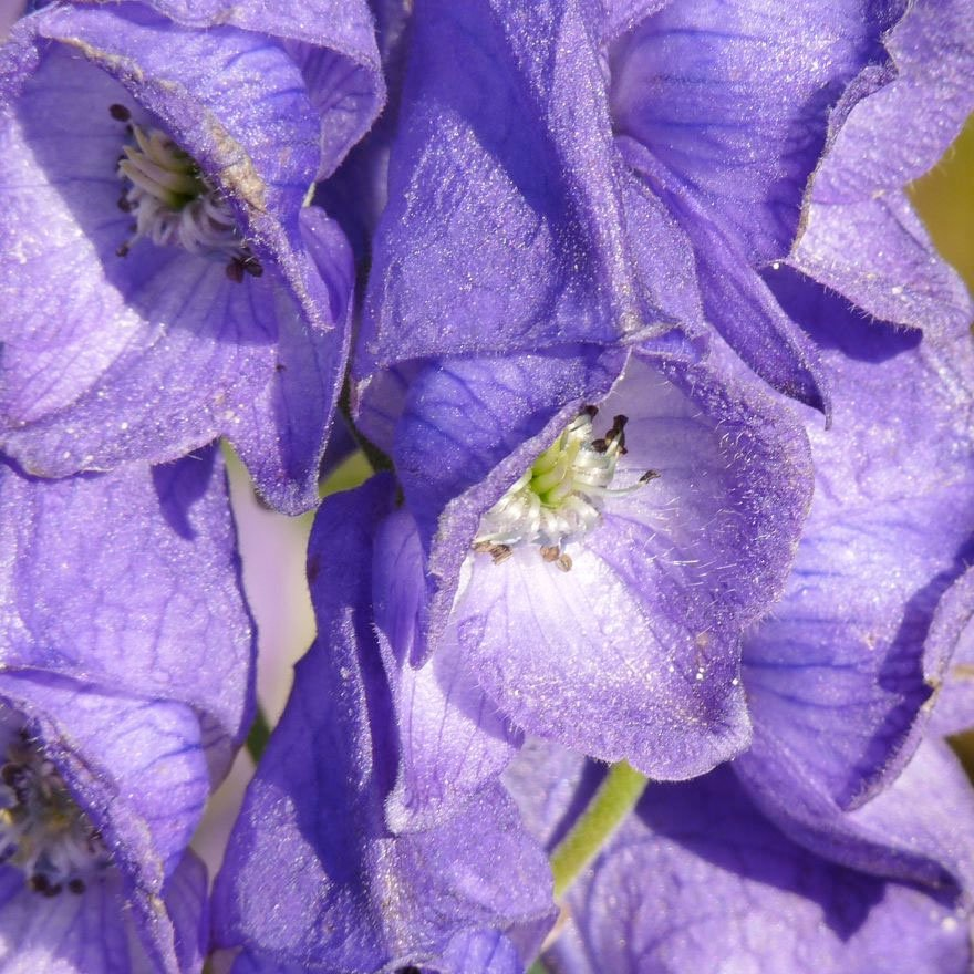 Превью изображения