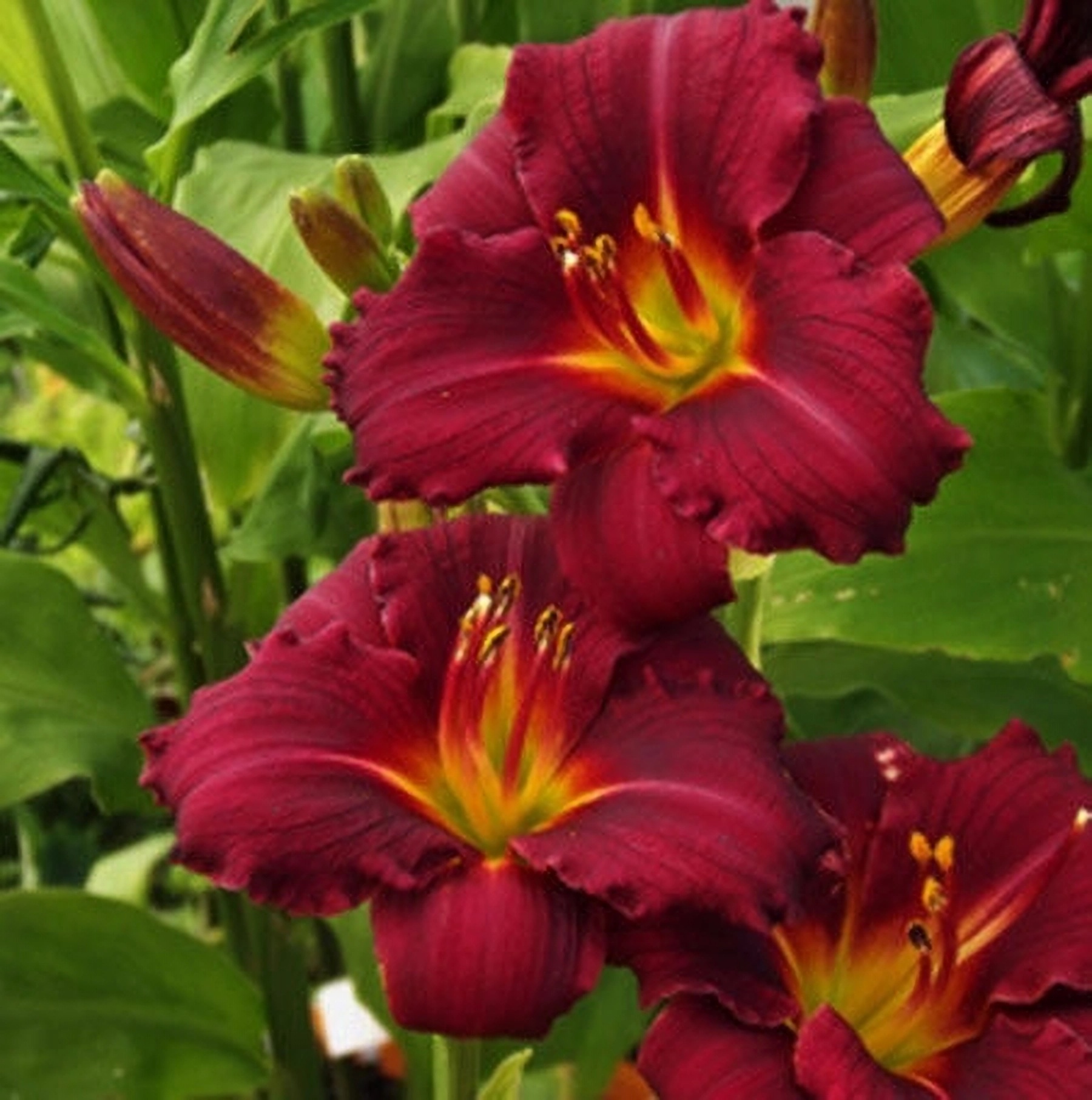 Превью изображения