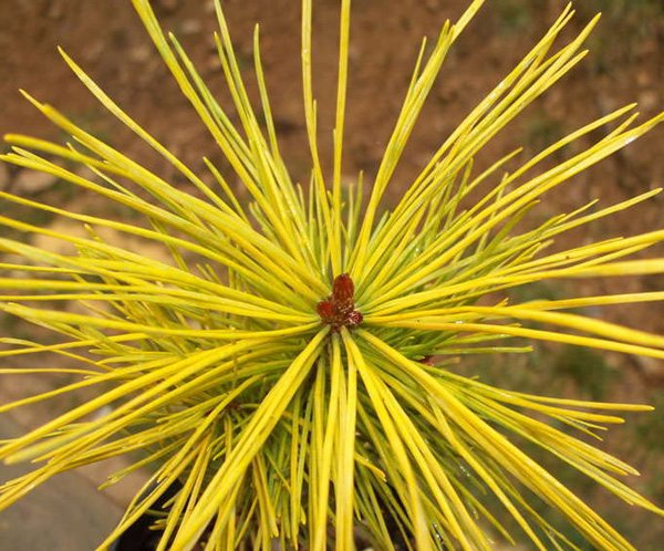 Превью изображения