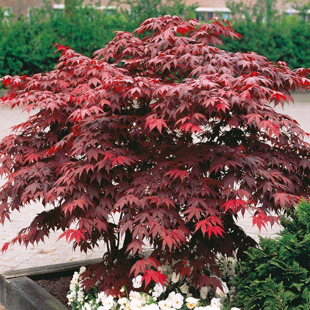 Превью изображения