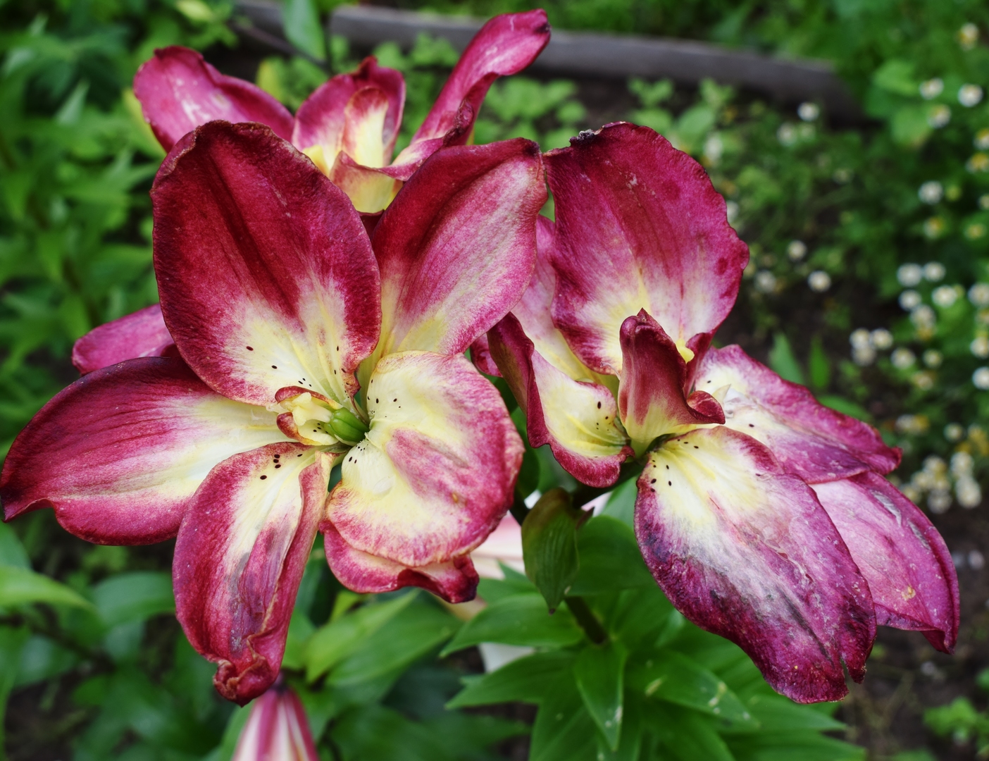 Превью изображения