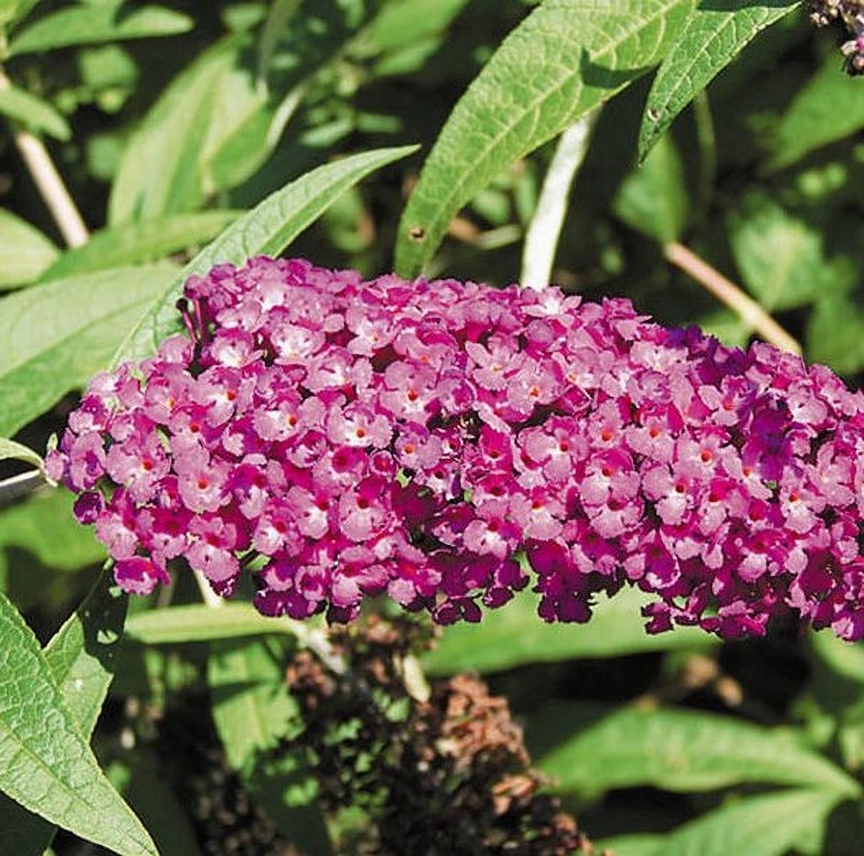 Превью изображения