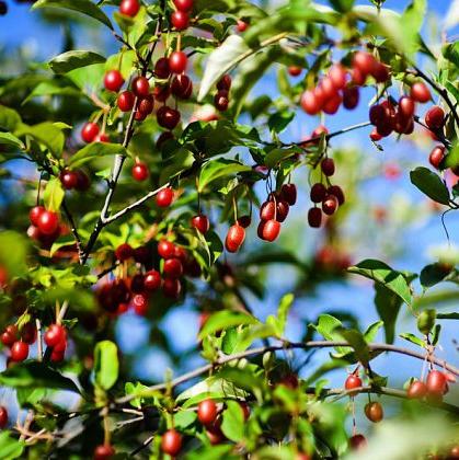 Превью изображения