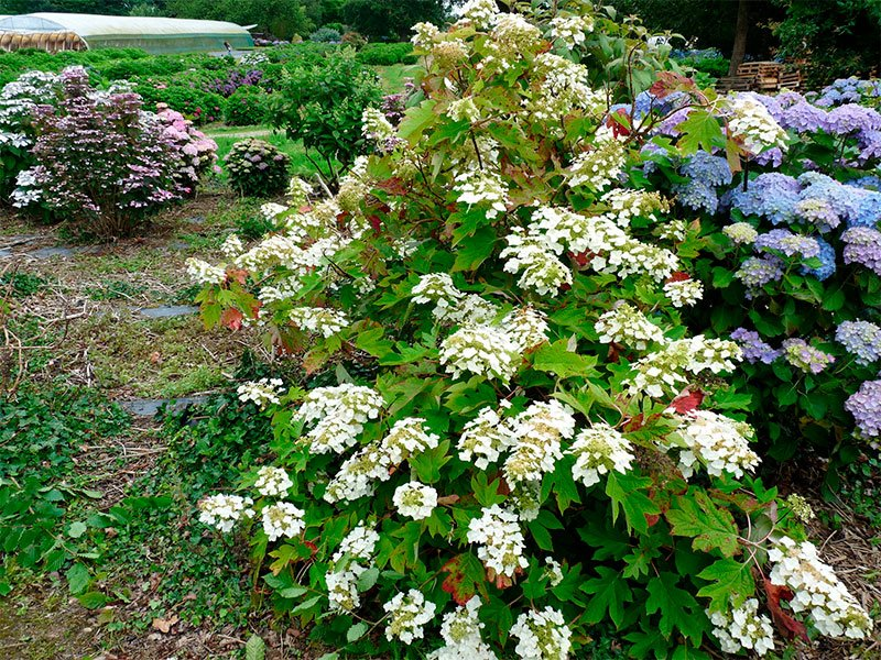 Превью изображения