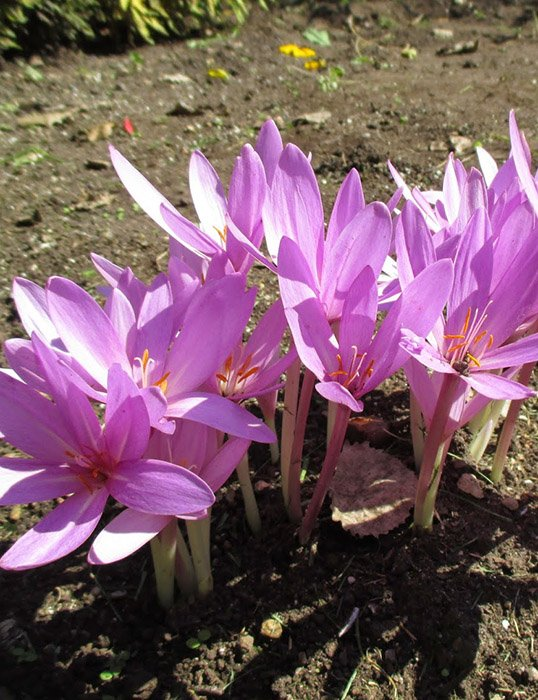 Превью изображения