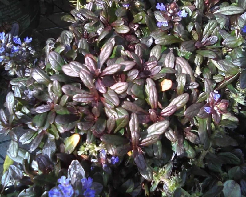 Превью изображения