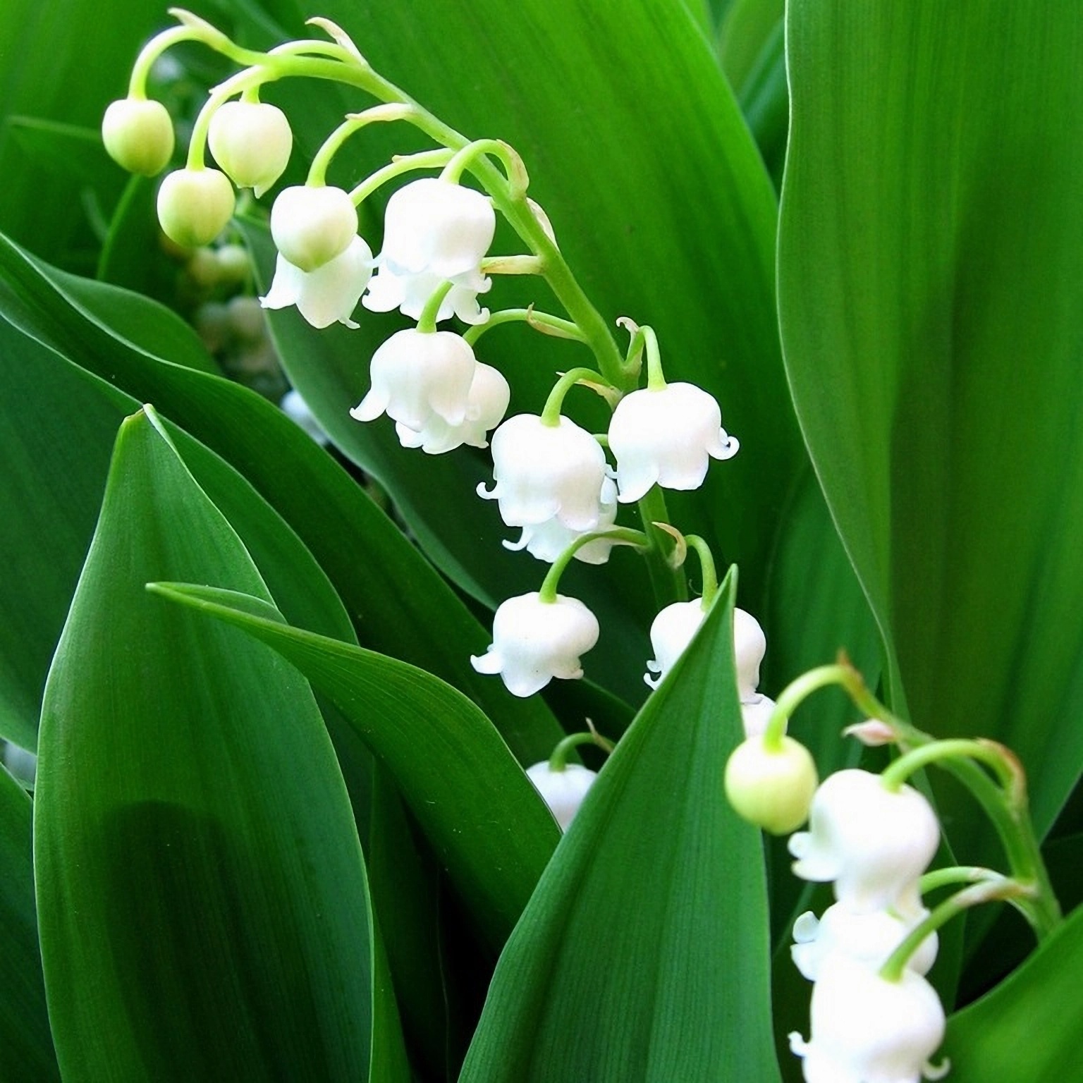 Превью изображения