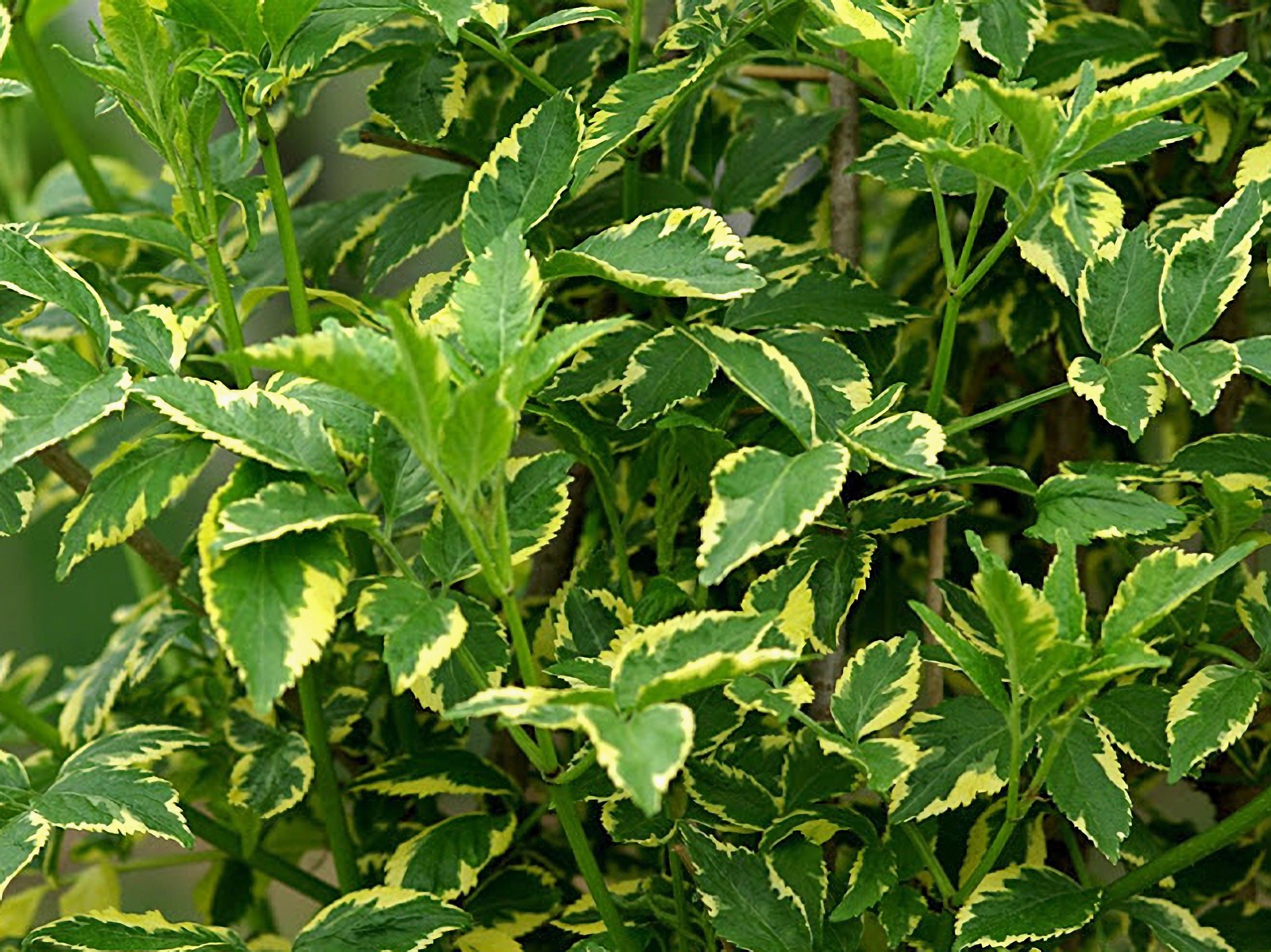 Превью изображения