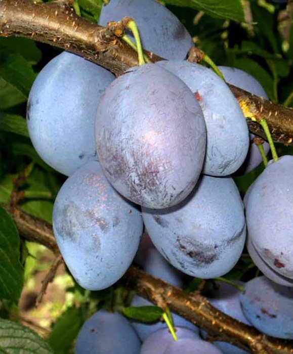 Превью изображения