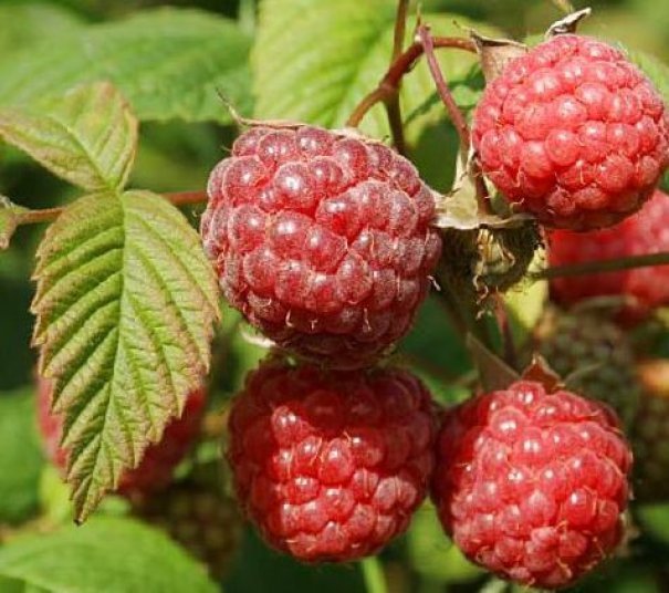 Превью изображения