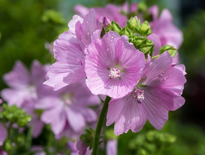 Превью изображения