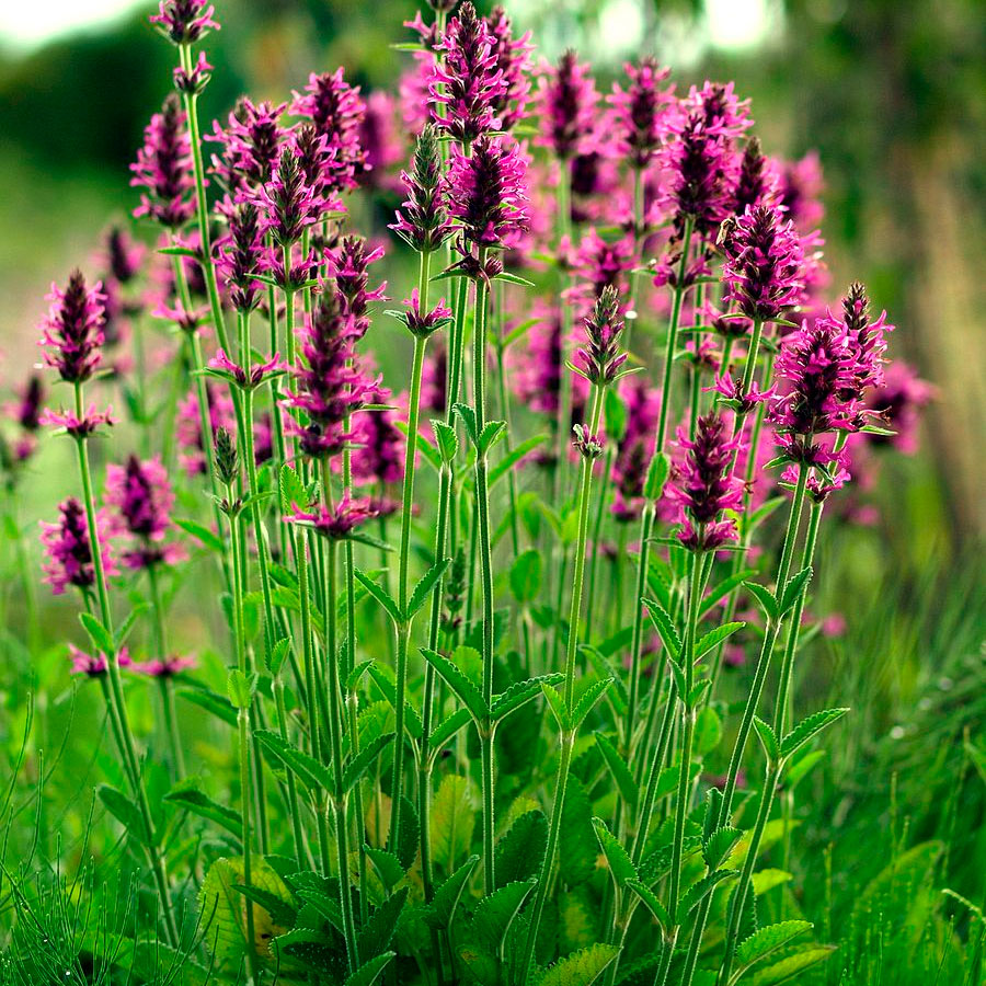 Превью изображения