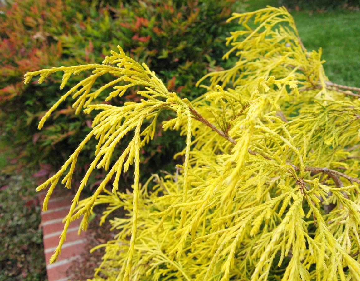 Превью изображения