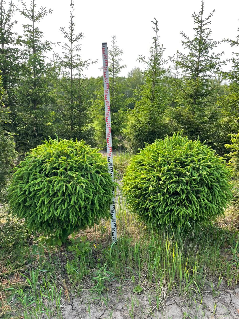 Превью изображения