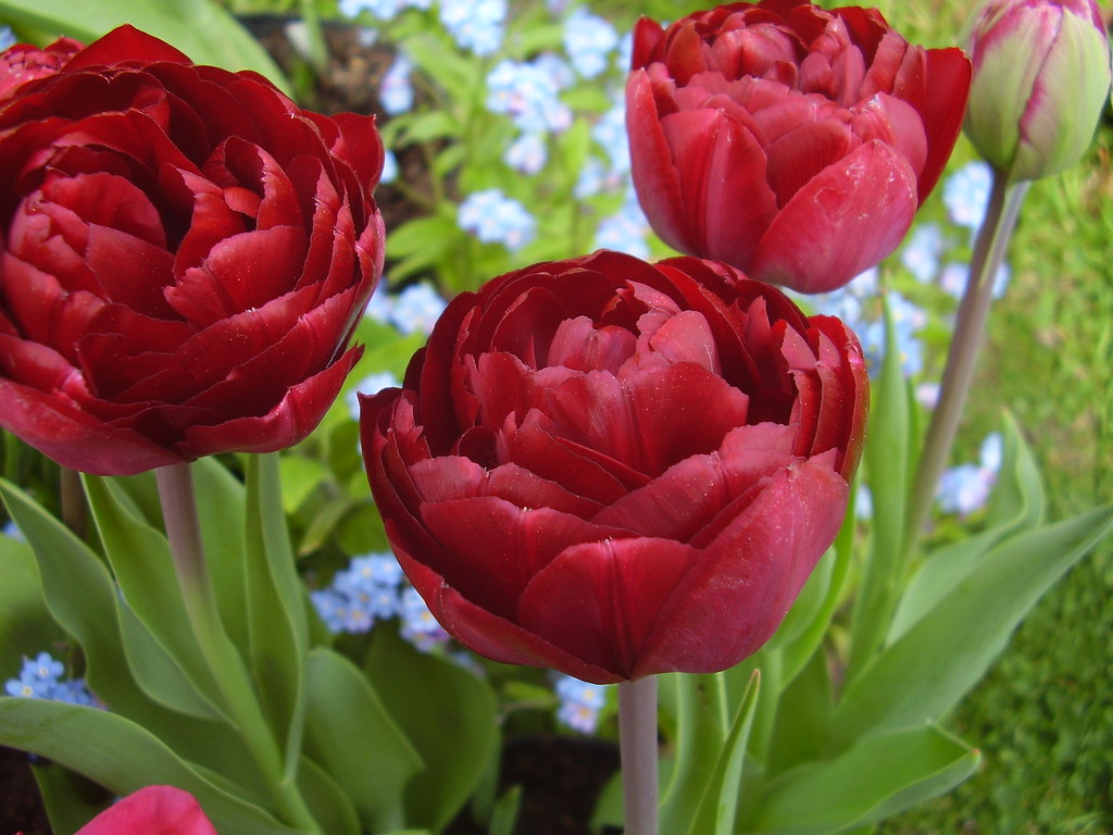 Превью изображения