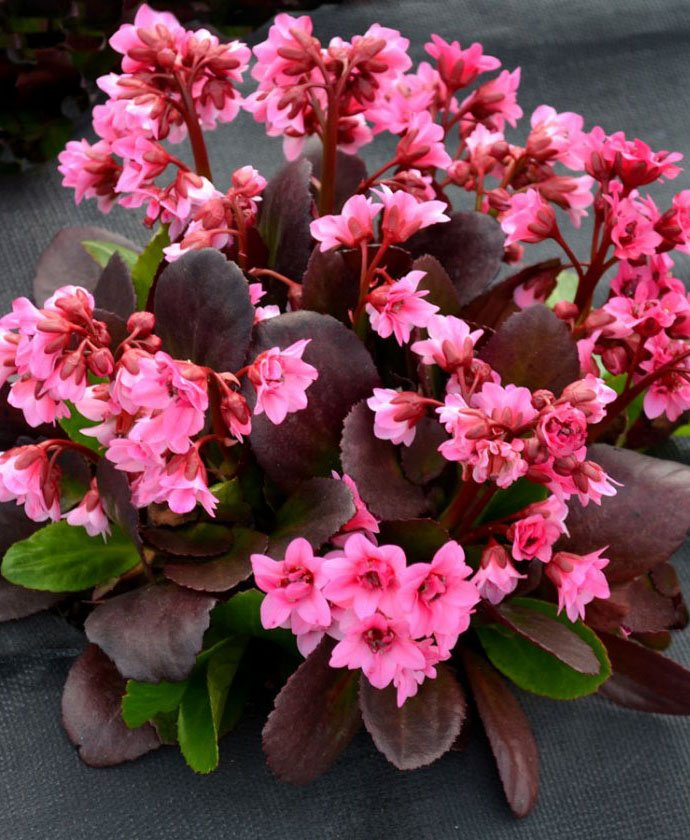 Превью изображения