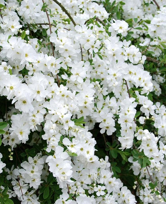 Превью изображения