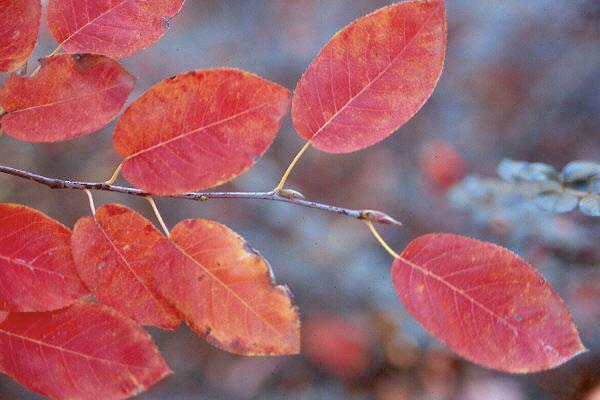 Превью изображения