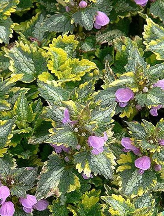 Превью изображения