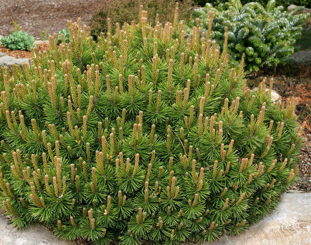 Превью изображения