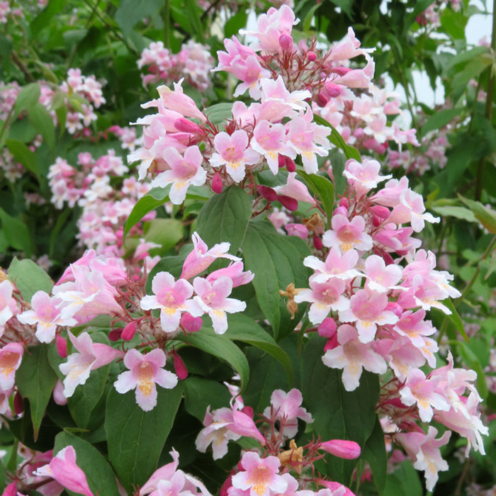 Превью изображения