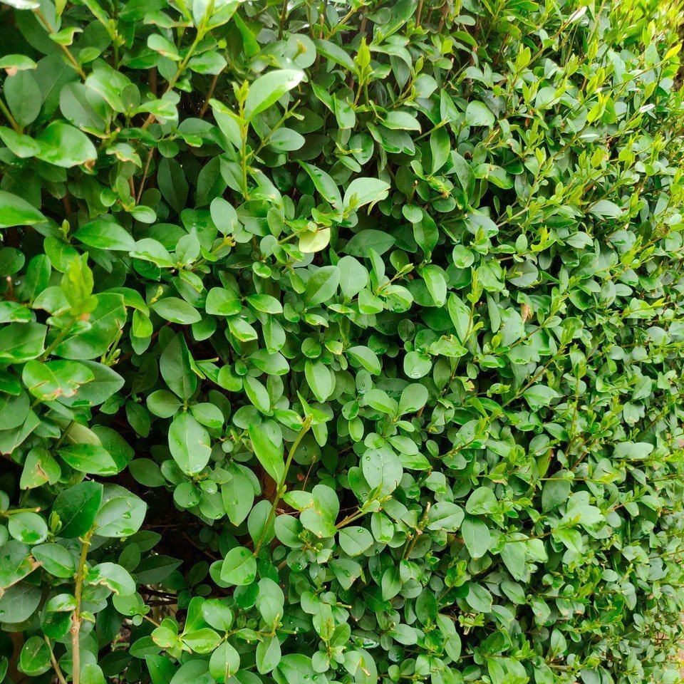 Превью изображения