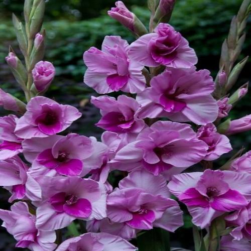 Превью изображения