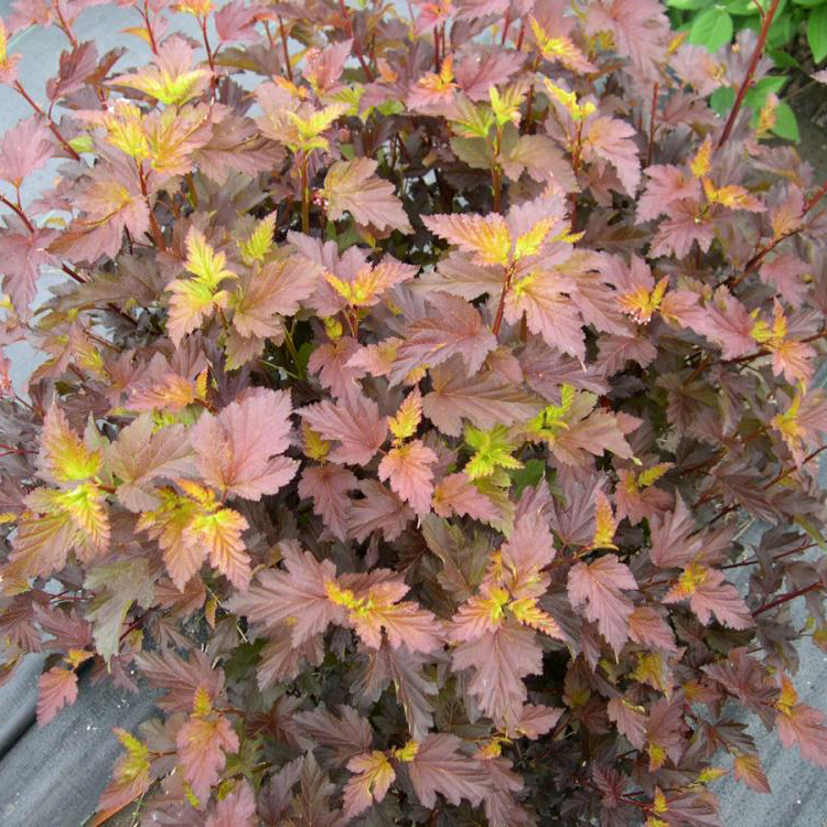 Превью изображения