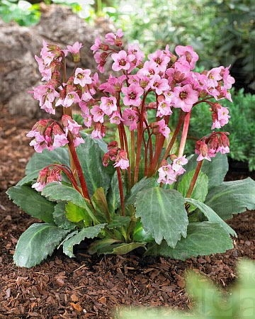 Превью изображения