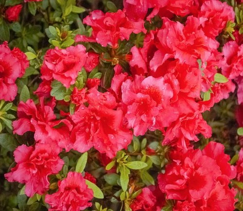 Превью изображения