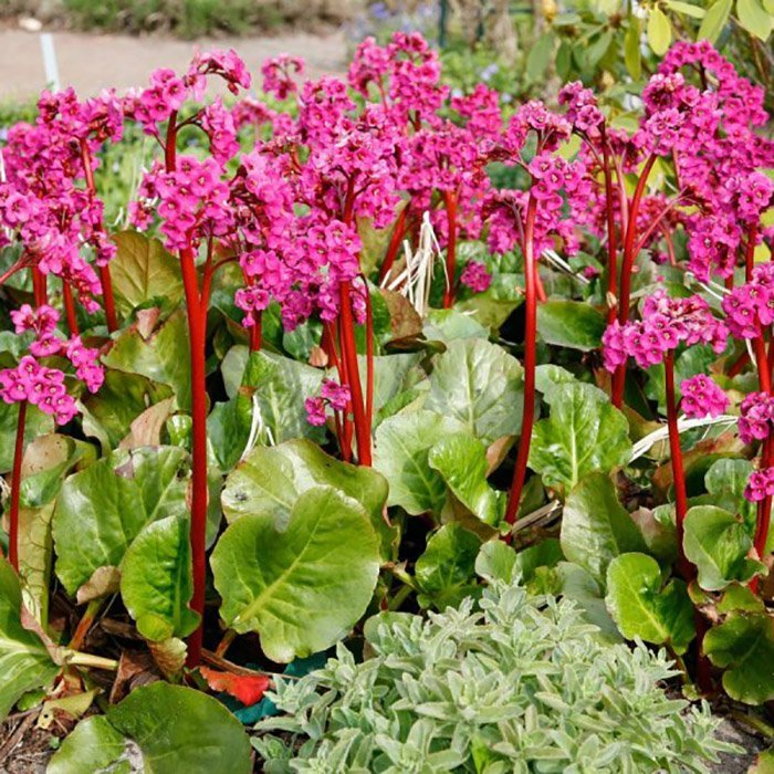 Превью изображения