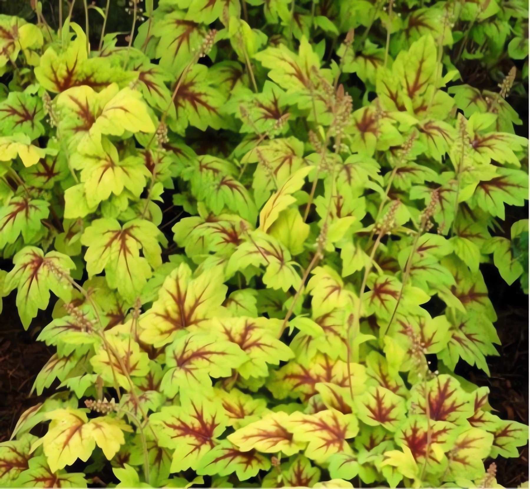 Превью изображения