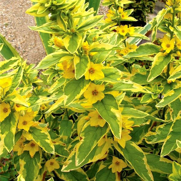 Превью изображения