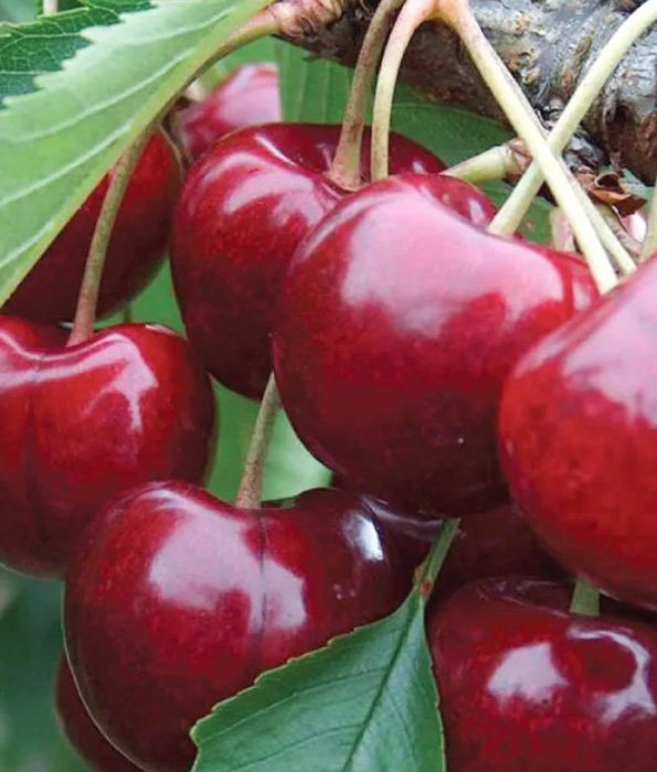 Превью изображения