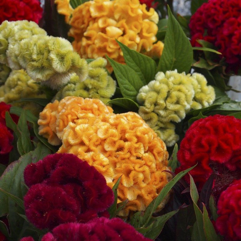 Превью изображения