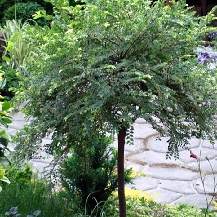 Превью изображения