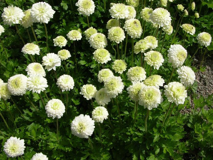 Превью изображения