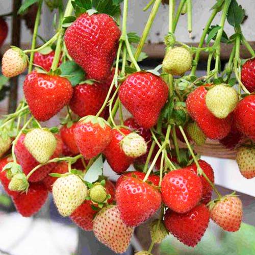 Превью изображения