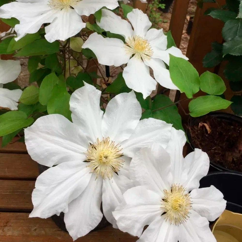 Превью изображения