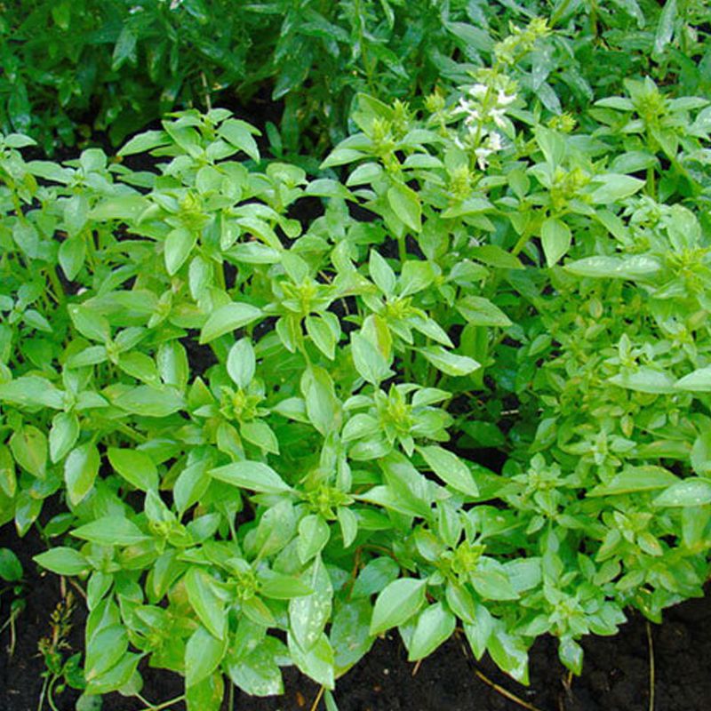 Превью изображения