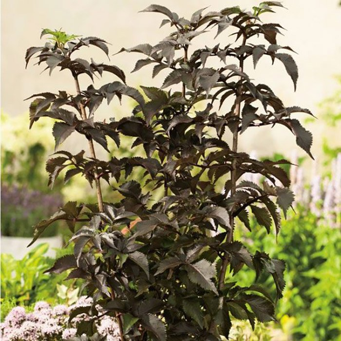 Превью изображения