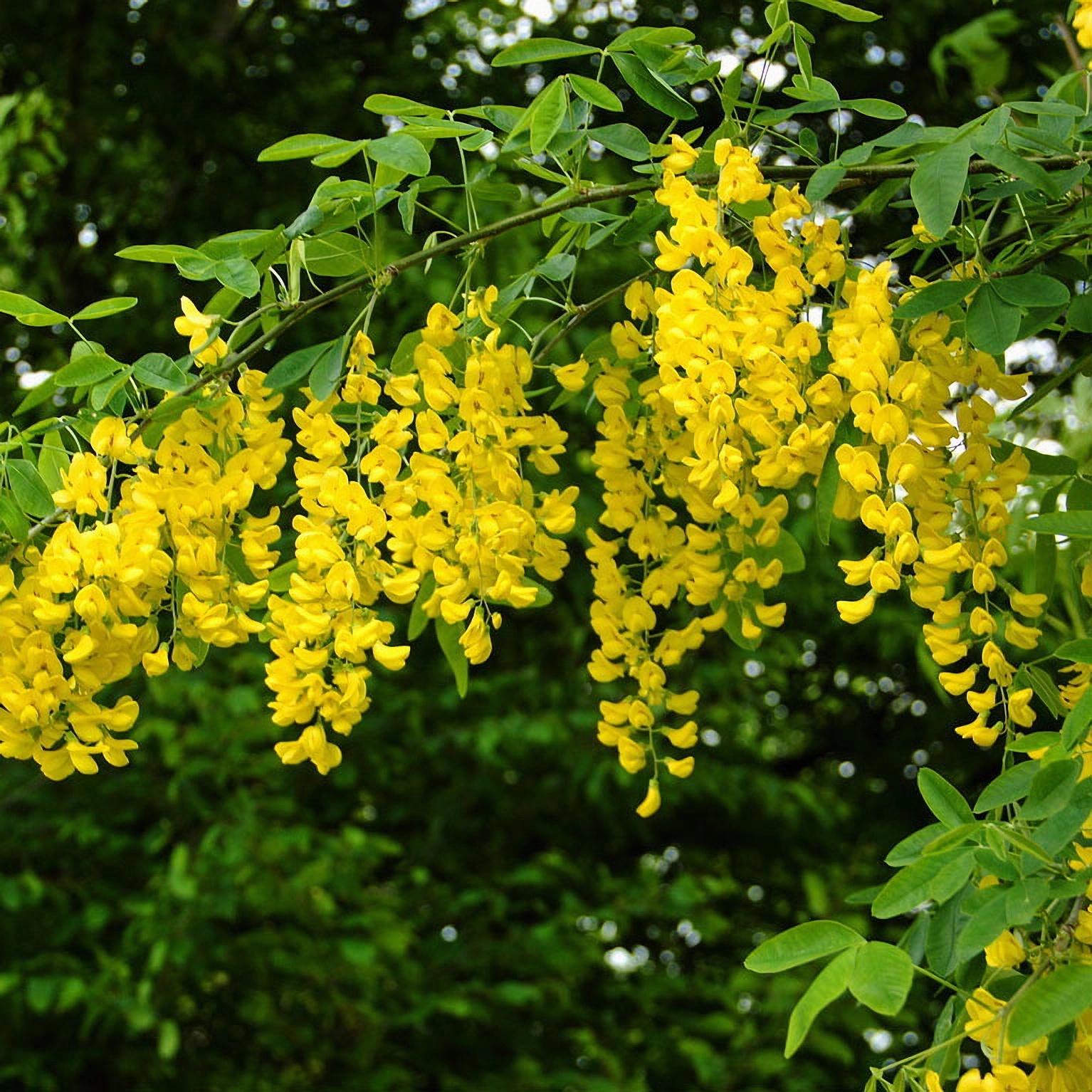 Превью изображения