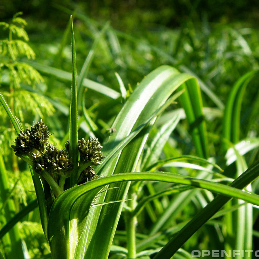 Превью изображения